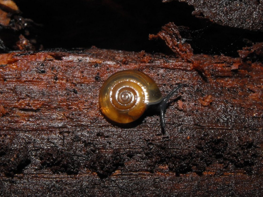 Chiocciola di miniera
