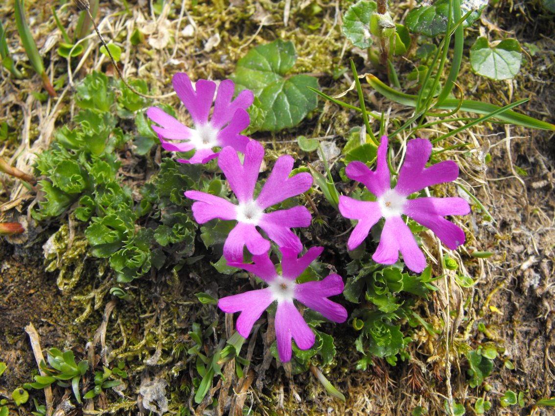 Primula minima / Primula ventaglina