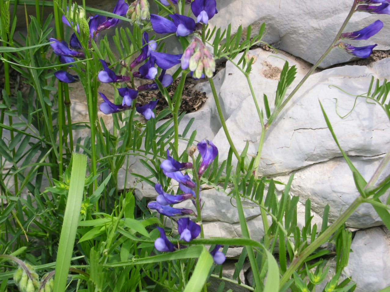 Vicia sp.