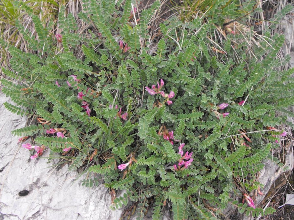 Astragalus monspessulanus / Astragalo di Montpellier