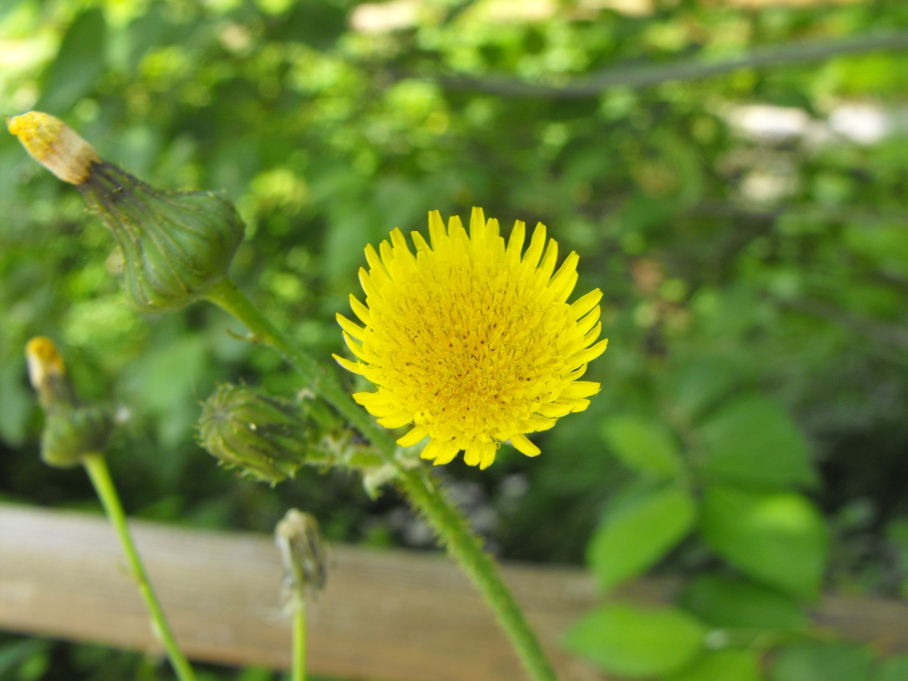 Sonchus asper / Grespino spinoso