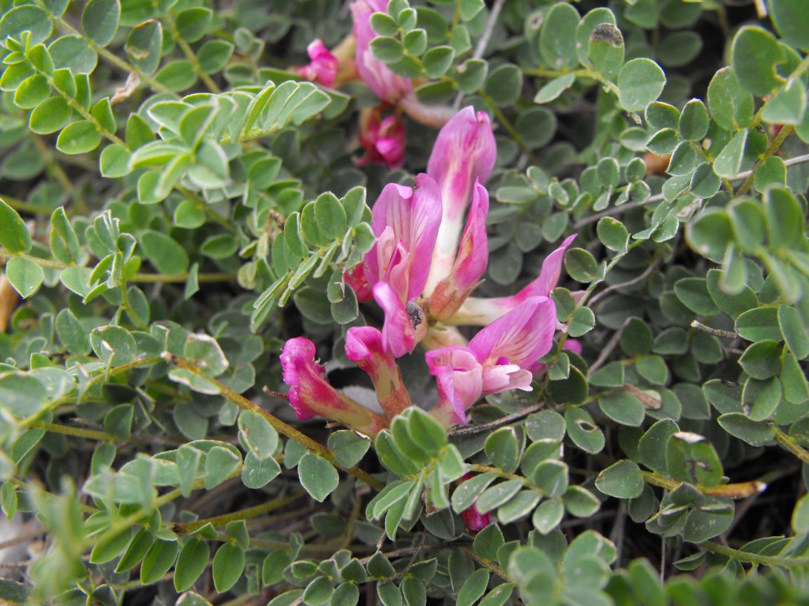 Astragalus monspessulanus / Astragalo di Montpellier
