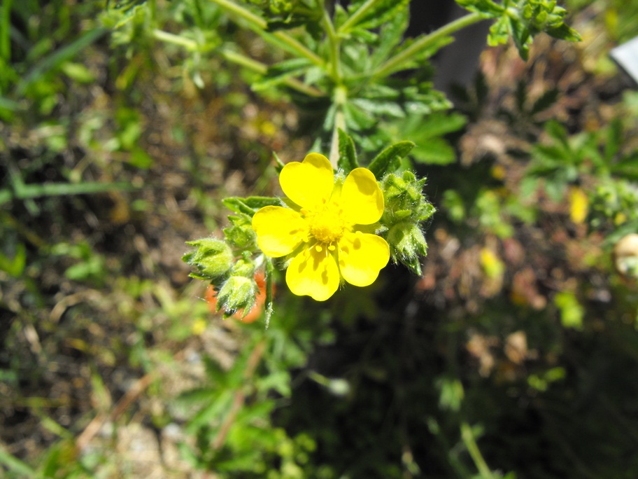Da determinare - Potentilla sp.
