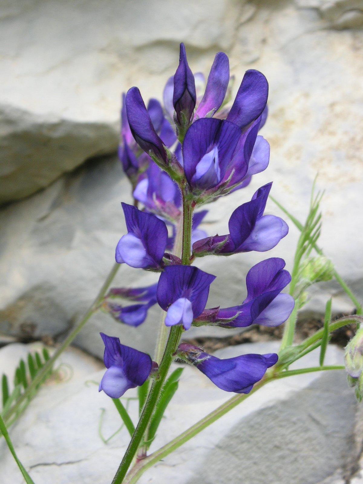 Vicia sp.