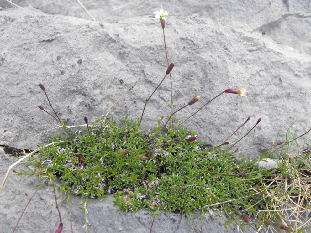 Silene saxifraga / Silene sassifraga