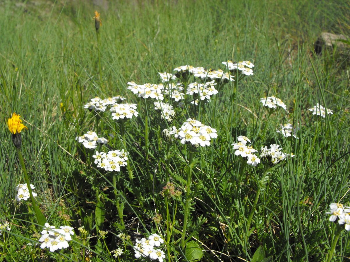 Achillea erba-rotta subsp. moschata (=A,moschata) / Millefoglio del granito