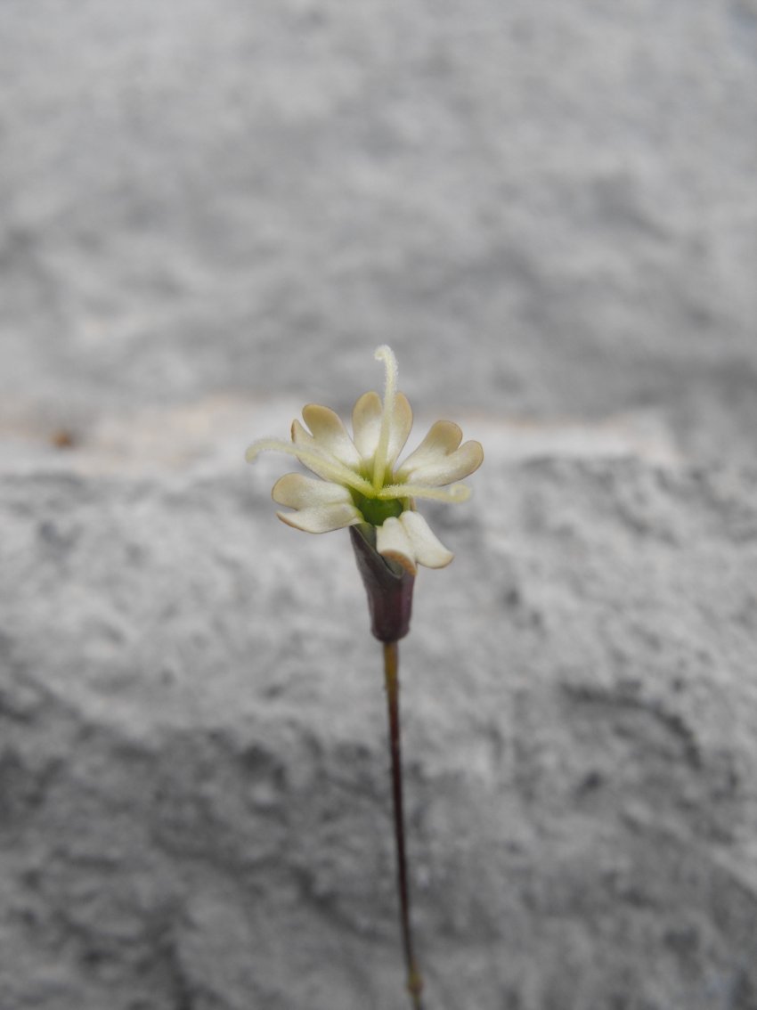 Silene saxifraga / Silene sassifraga