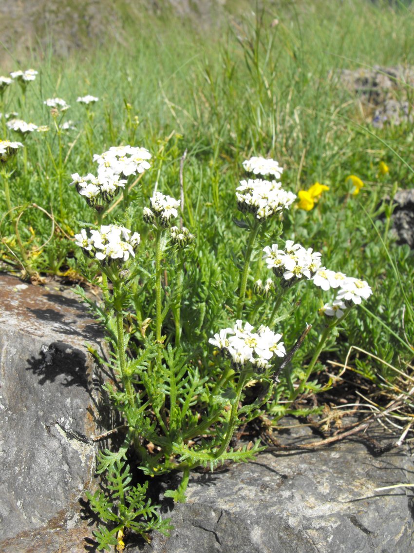 Achillea erba-rotta subsp. moschata (=A,moschata) / Millefoglio del granito