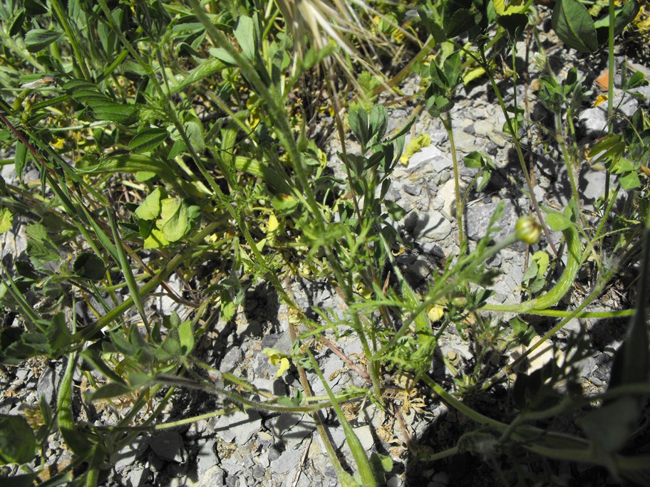 Asteracea da determinare