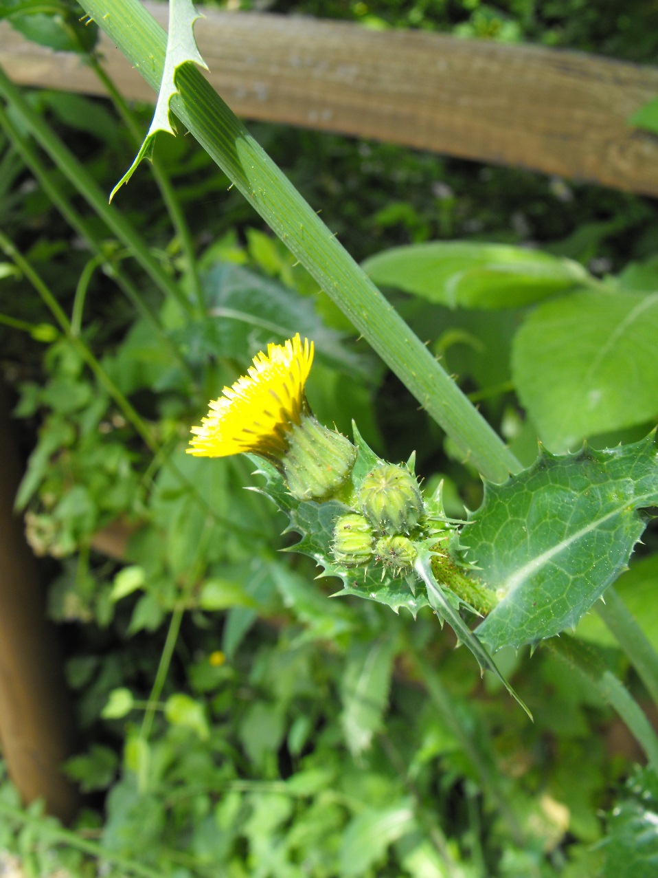 Sonchus asper / Grespino spinoso