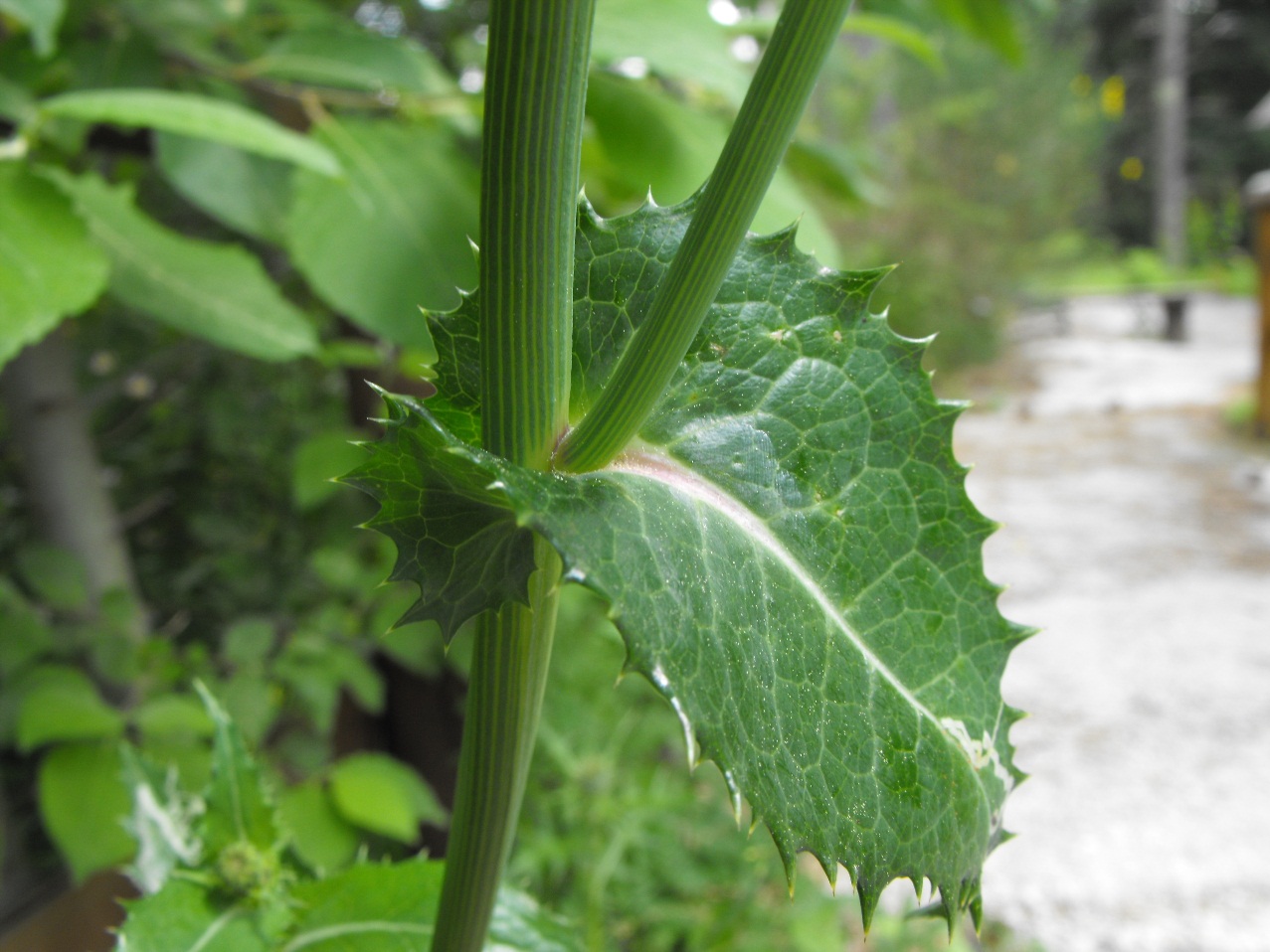 Sonchus asper / Grespino spinoso