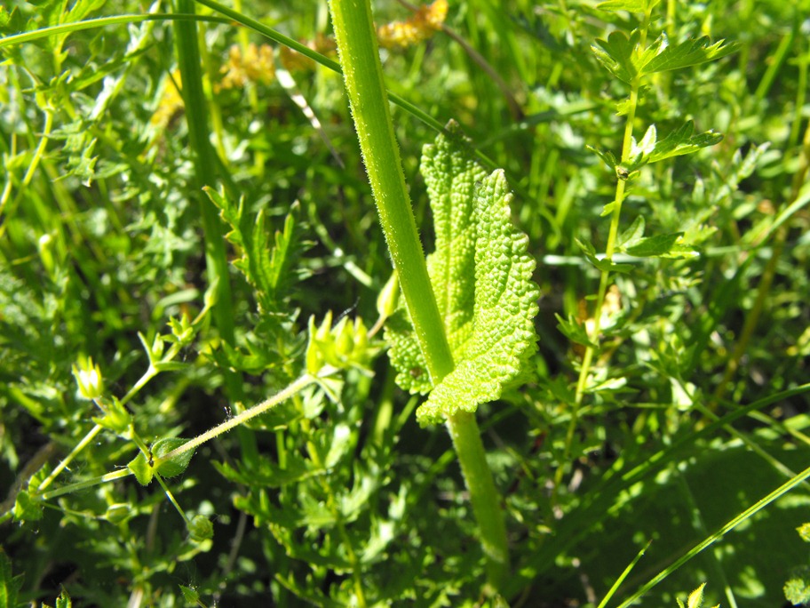 Da determinare - Salvia sp.