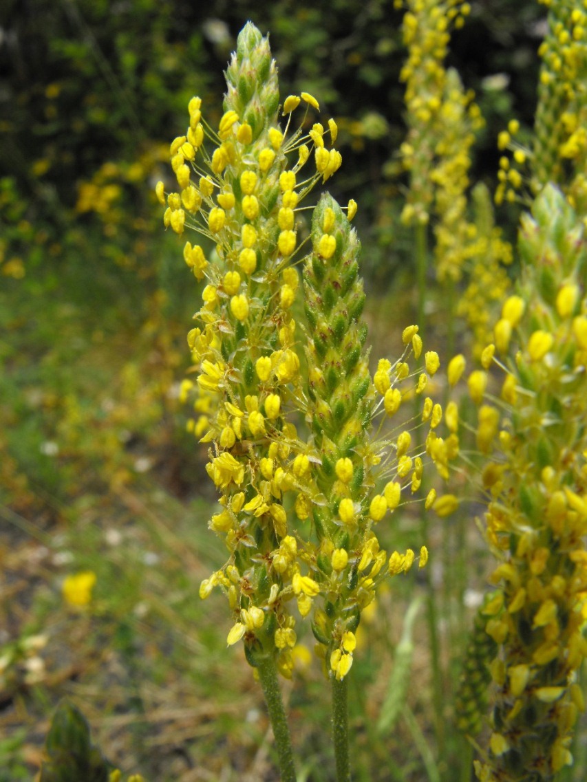 Plantago serpentina o Plantago holosteum?