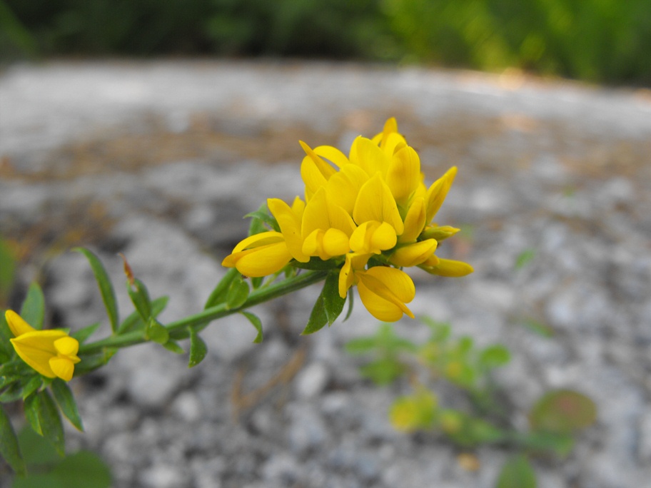 Fabacea da determinare - Genista sp.