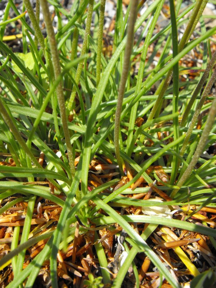 Plantago serpentina o Plantago holosteum?