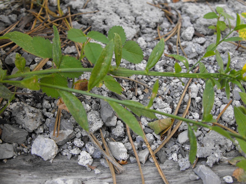 Fabacea da determinare - Genista sp.