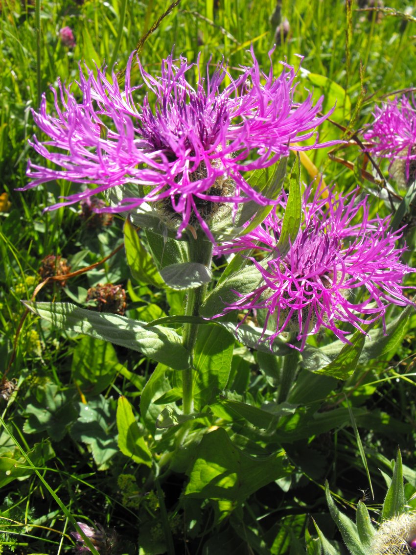 Dolomiti - Centaurea nervosa