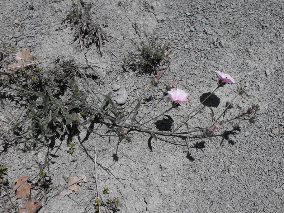 Convolvulus cantabrica