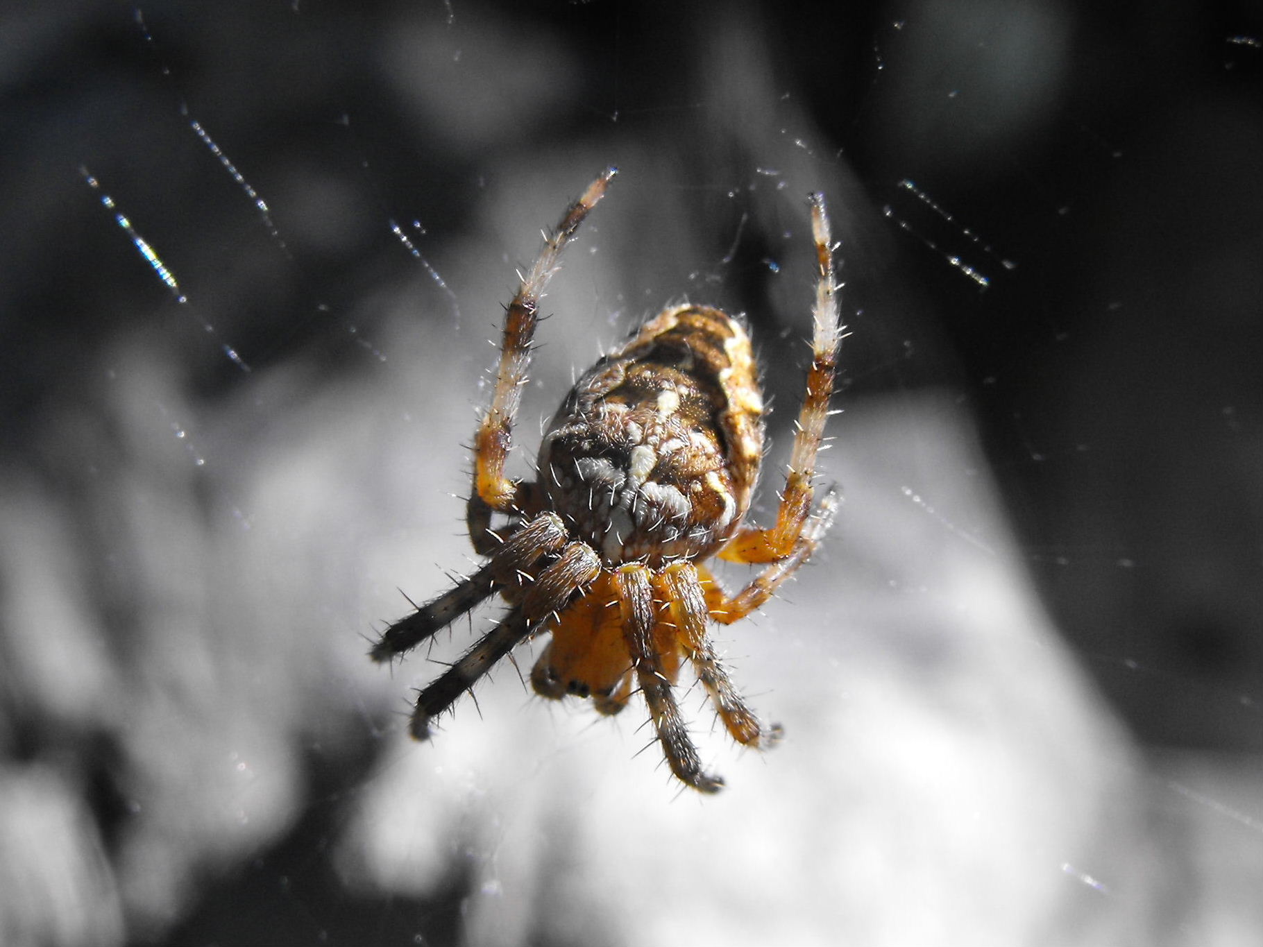 Araneus diadematus