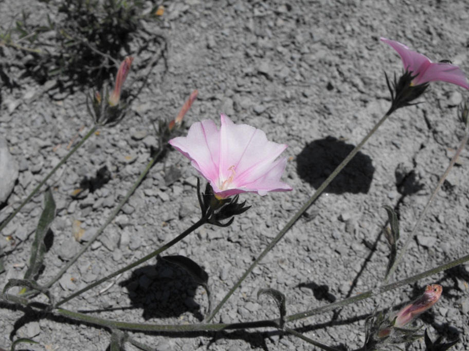 Convolvulus cantabrica