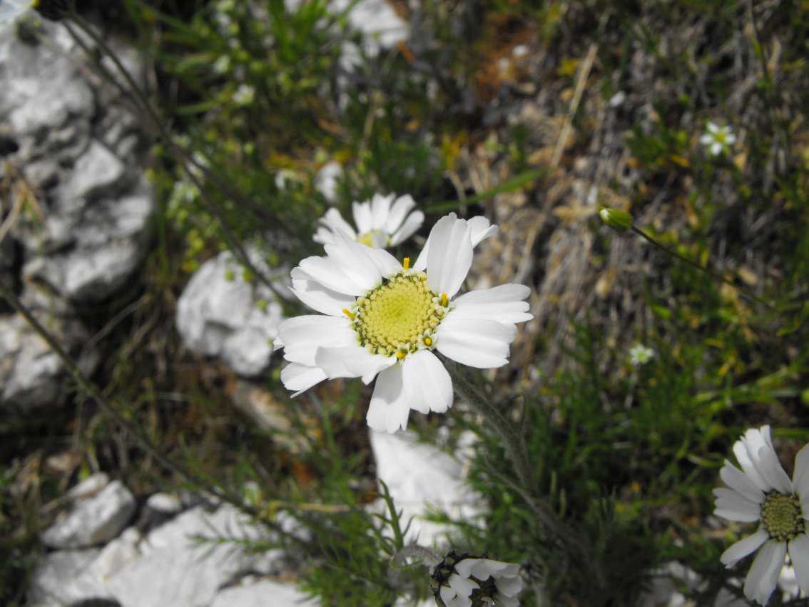 Dolomiti - Achillea barrelieri