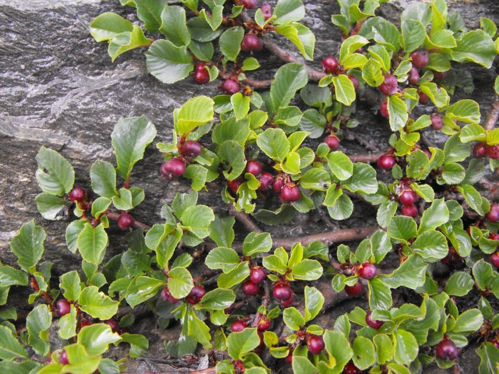 Da determinare - Rhamnus cfr.pumila