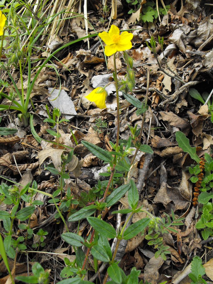 Helianthemum nummularium / Eliantemo maggiore