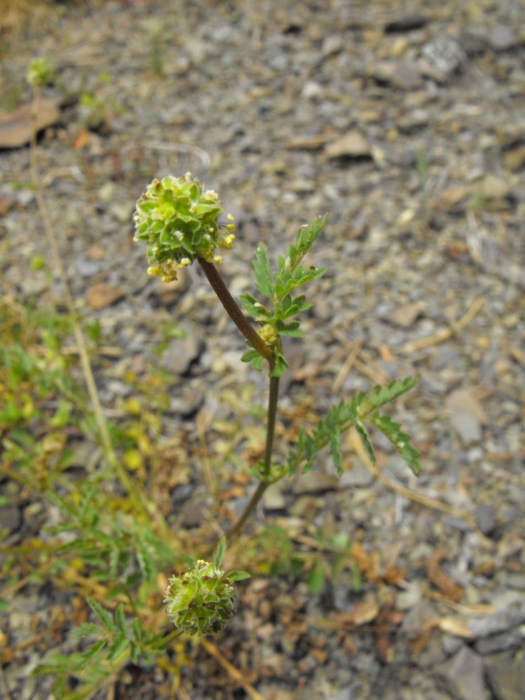 Sanguisorba minor