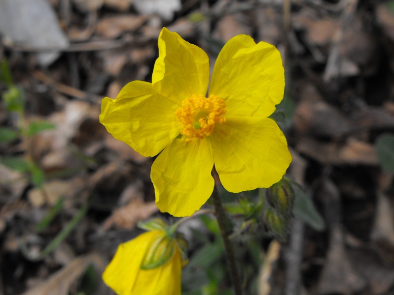 Helianthemum nummularium / Eliantemo maggiore