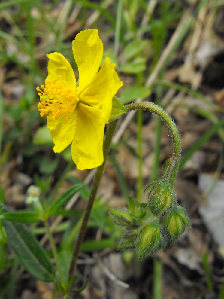 Helianthemum nummularium / Eliantemo maggiore