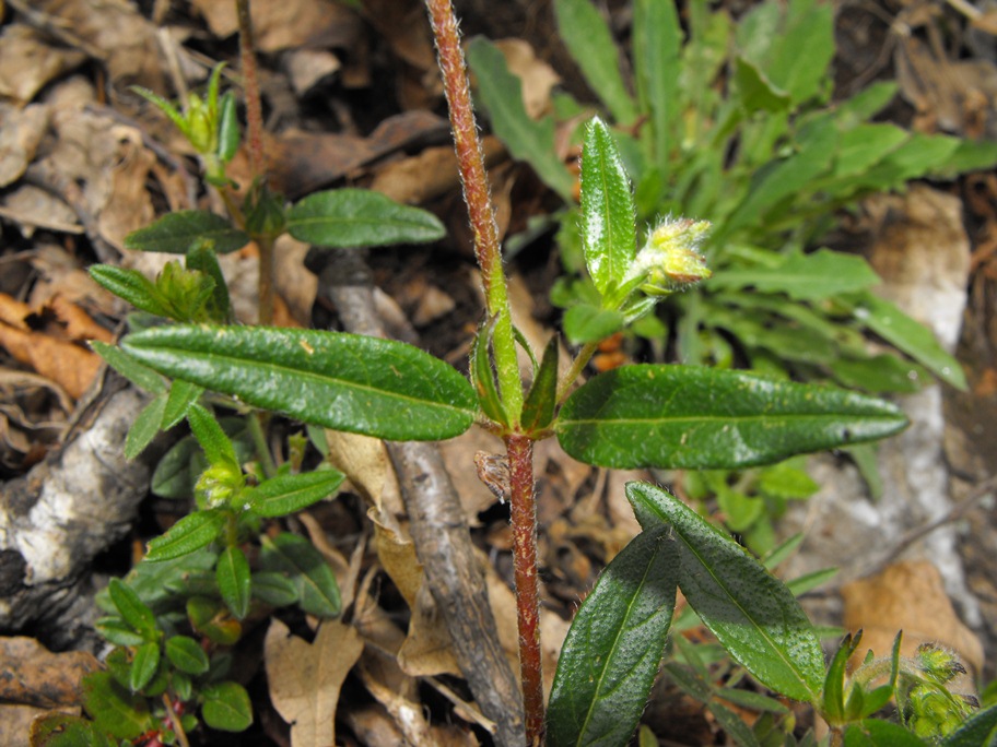 Helianthemum nummularium / Eliantemo maggiore