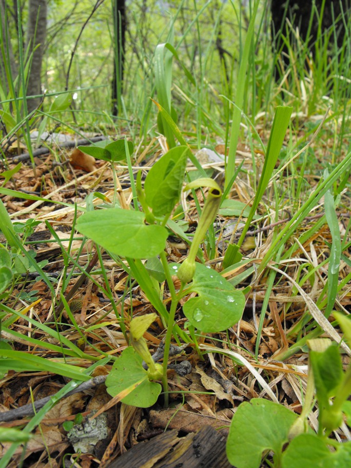 Aristolochia da determinare