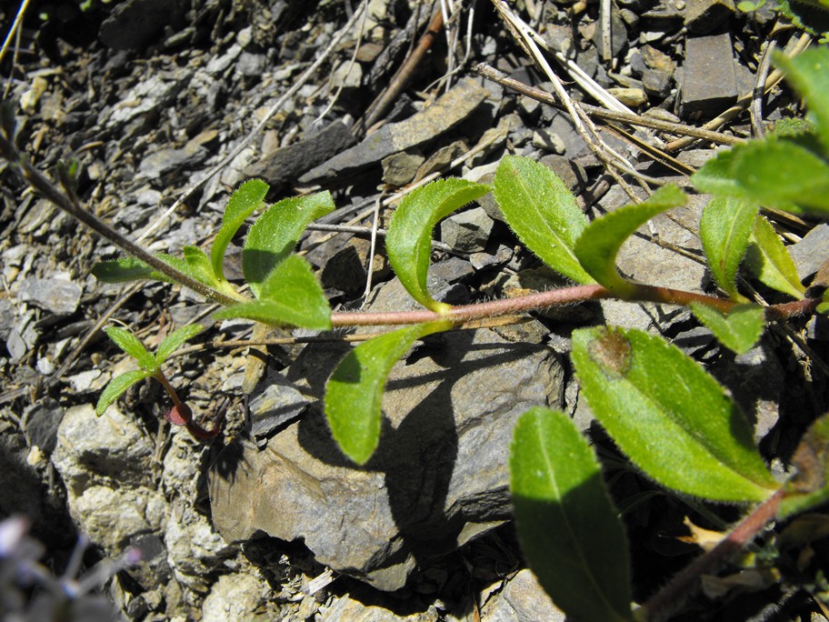 Veronica officinalis / Veronica officinale