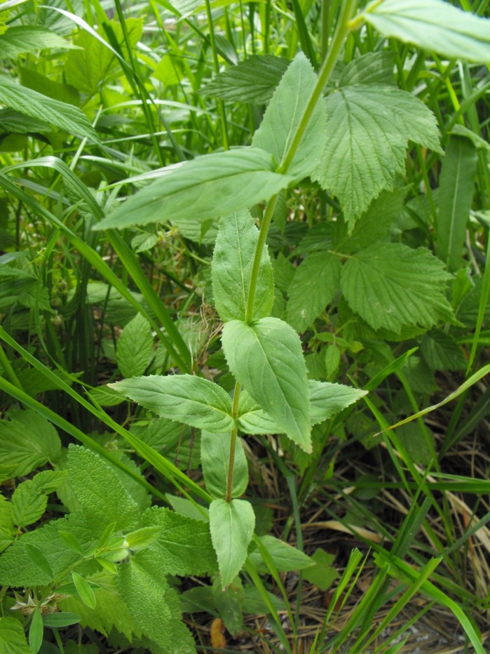 Epilobium montanum / Garofanino di montagna