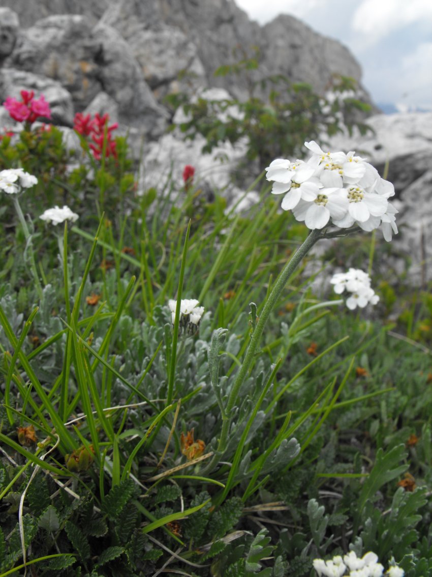 Achillea clavenae / Millefoglio di Clavena