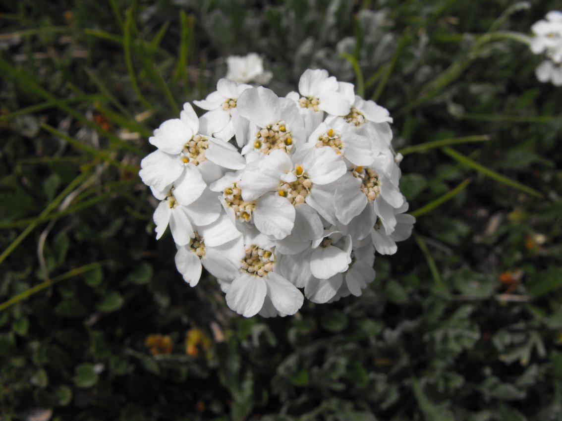 Achillea clavenae / Millefoglio di Clavena