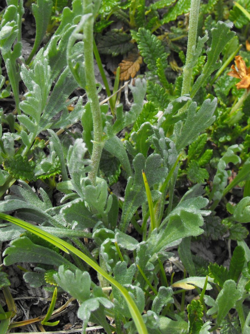 Achillea clavenae / Millefoglio di Clavena