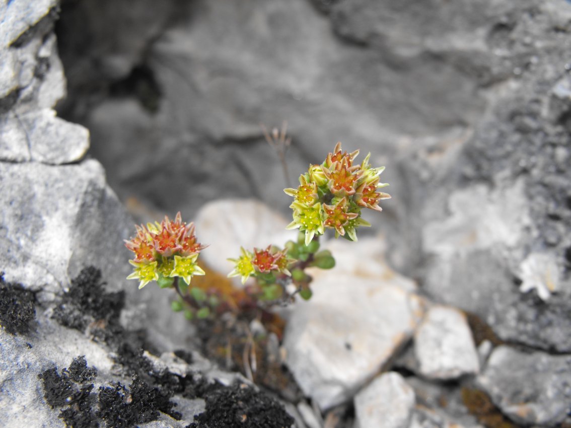 Dolomiti  - Sedum atratum