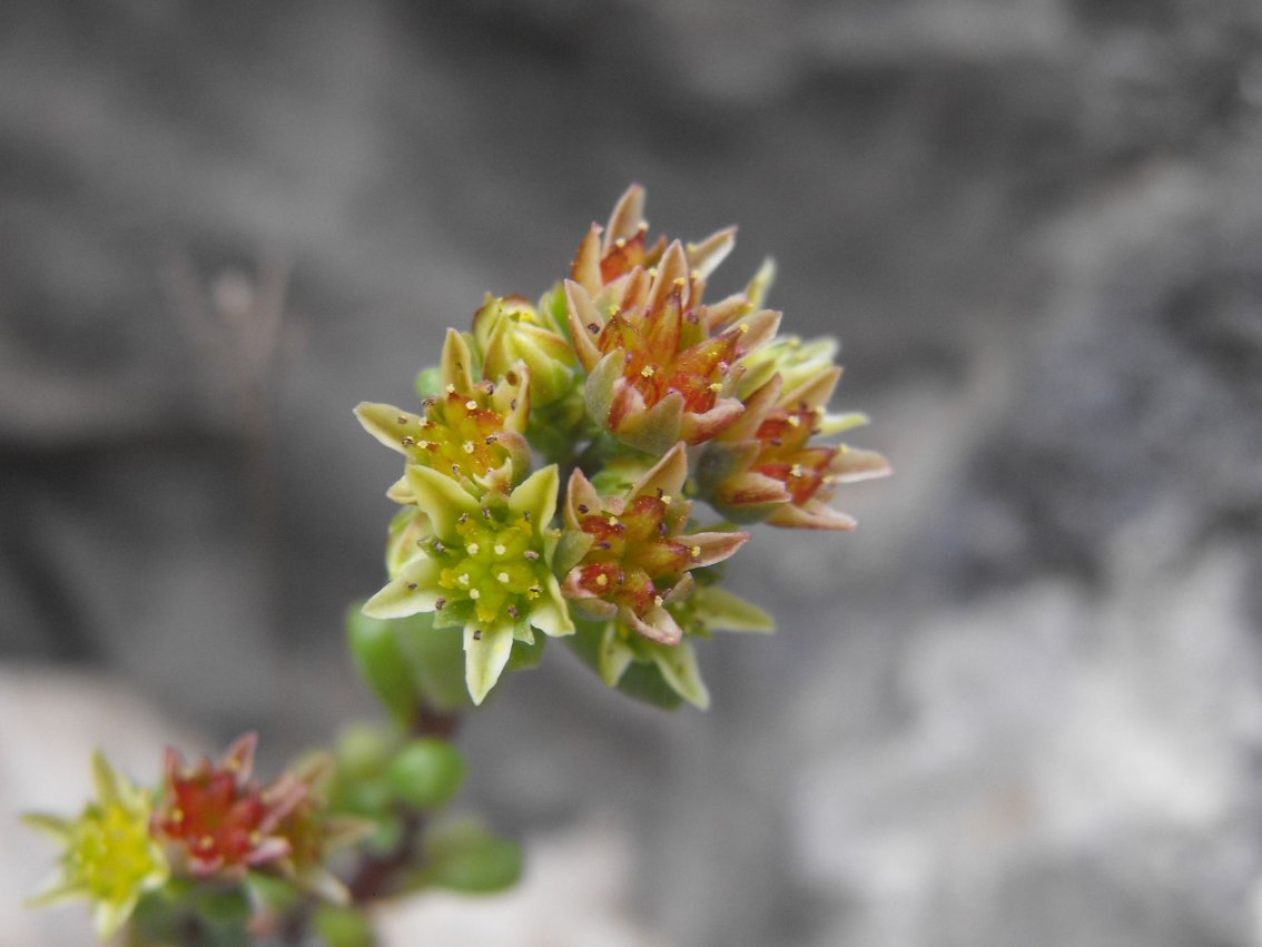 Dolomiti  - Sedum atratum