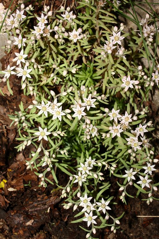 Sedum hispanicum
