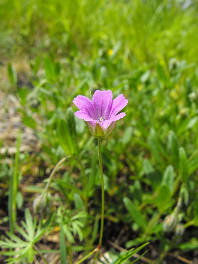 Geranium columbinum