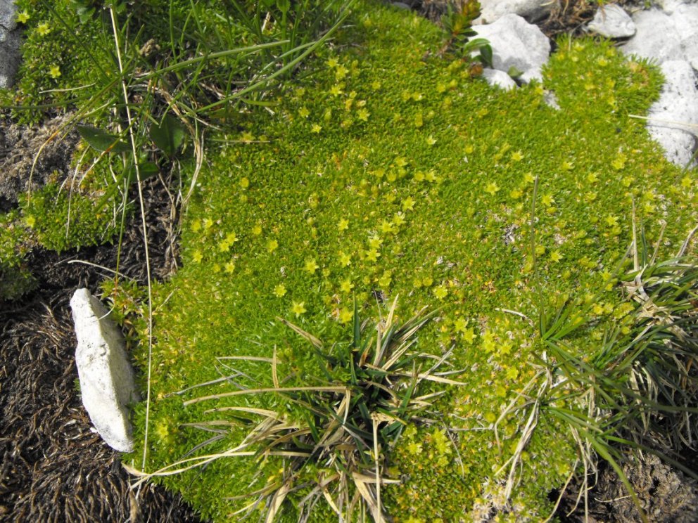 Dolomiti -  Minuartia sedoides