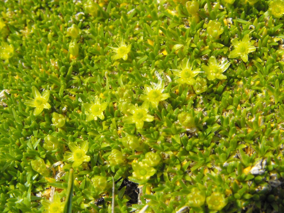 Dolomiti -  Minuartia sedoides