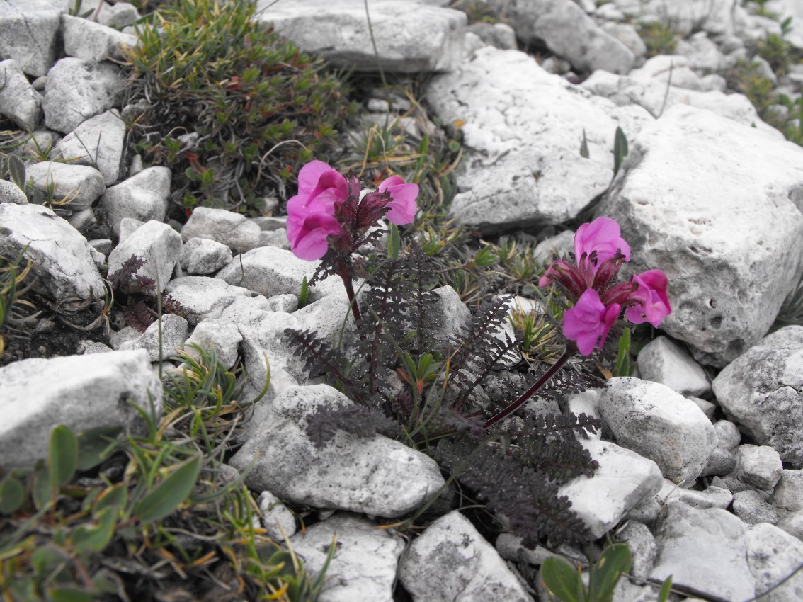 Dolomiti  -  Pedicularis kerneri