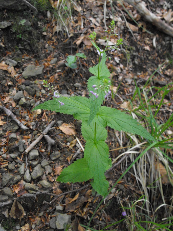 Veronica urticifolia
