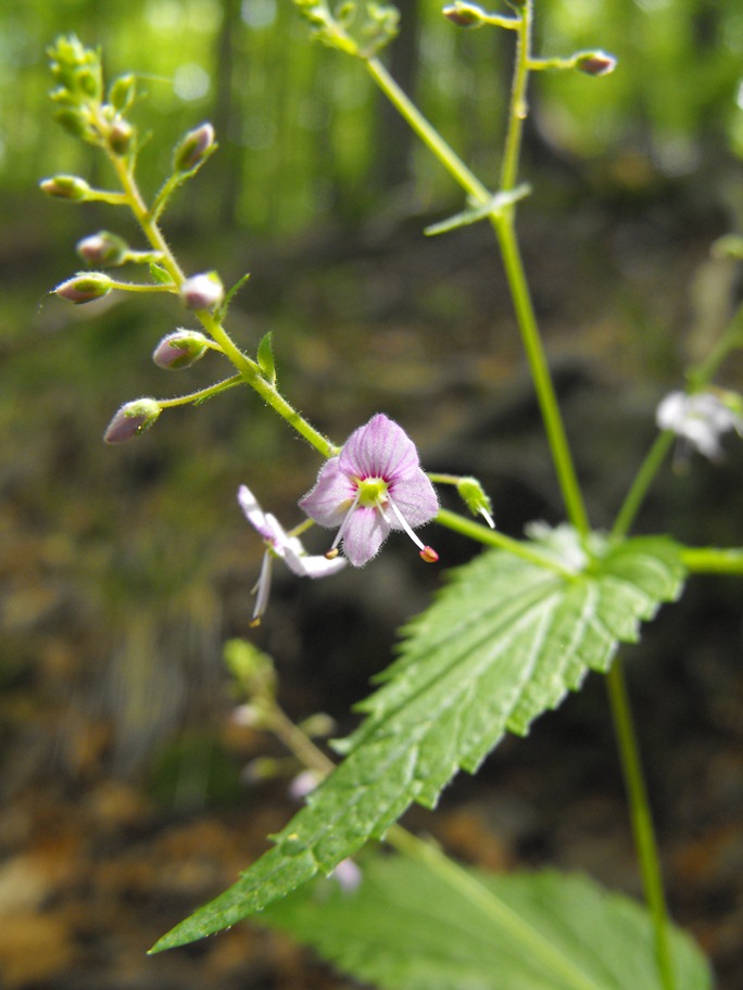 Veronica urticifolia