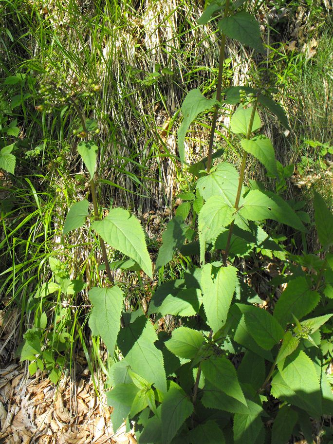 Scrophularia nodosa / Scrofularia nodosa