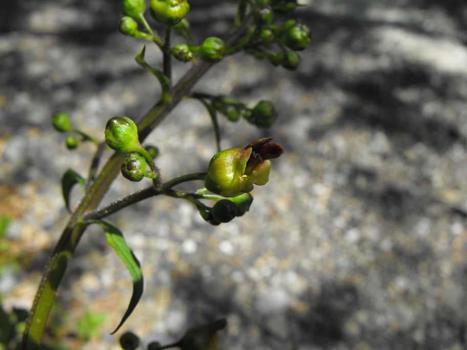 Scrophularia nodosa / Scrofularia nodosa