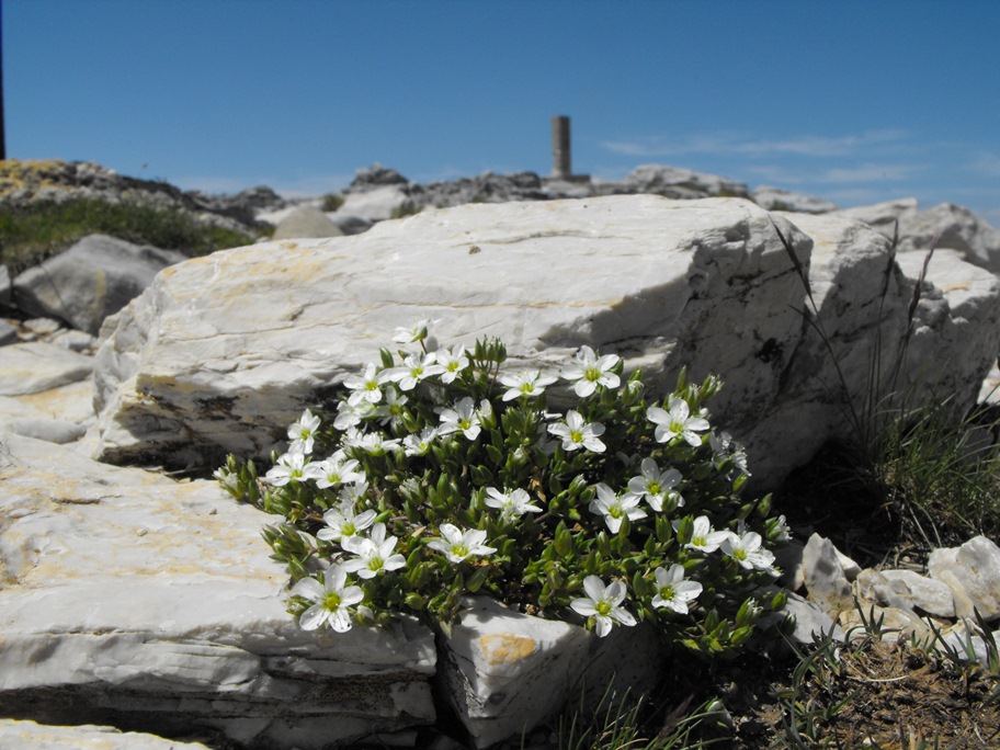 Arenaria gothica subsp. moehringioides / Arenaria moehringioide