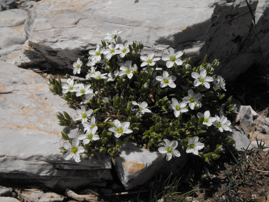 Arenaria gothica subsp. moehringioides / Arenaria moehringioide